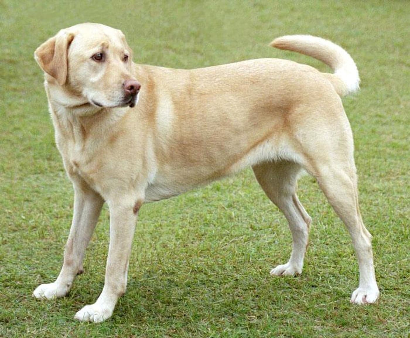 Original Labrador photo
